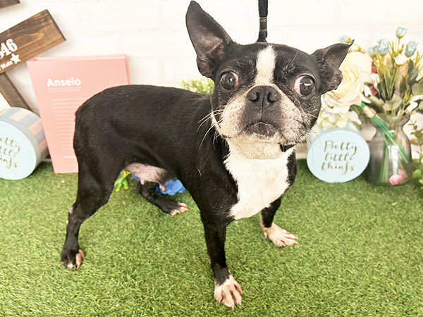 【ボストンテリア】 ボストンカラーのボストンテリアの子犬を探す｜ブリーダーナビ
