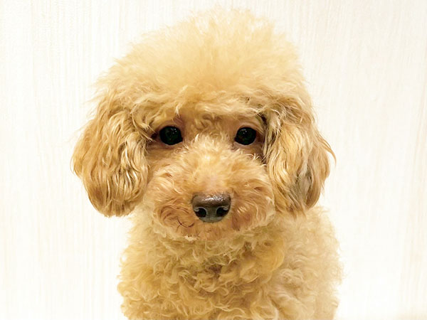 ミカちゃん | トイプードルの保護犬 | anifare(アニフェア
