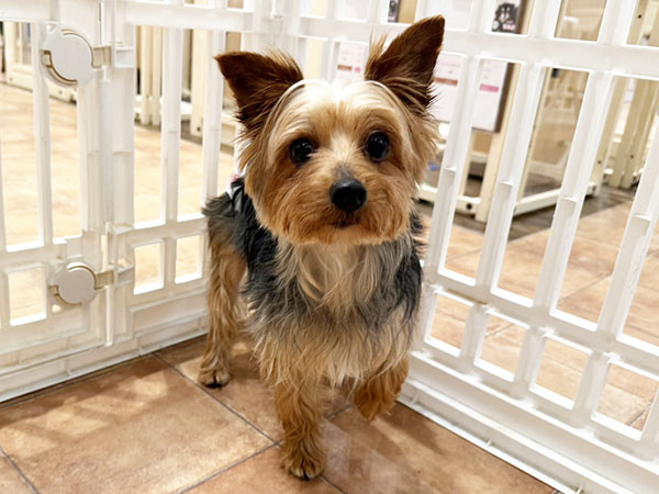 ヨークシャーテリア 額付プリント アメリカン シリアルナンバー付き テリアちゃん | ヨークシャー・テリアの保護犬 | anifare