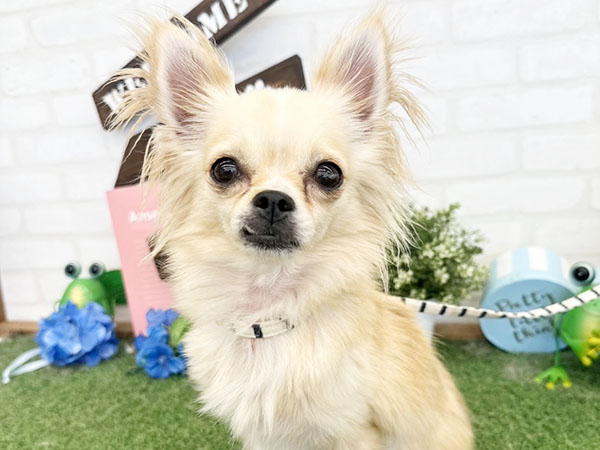 アフロ犬　母の日 サンキューマート(公式) on X: 
