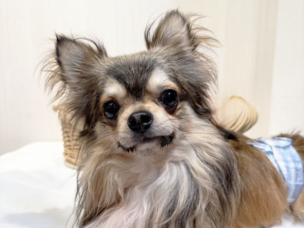 アフロ犬　母の日 Amazon.co.jp: 母の日のプレゼントにもいいアフロ犬 花束