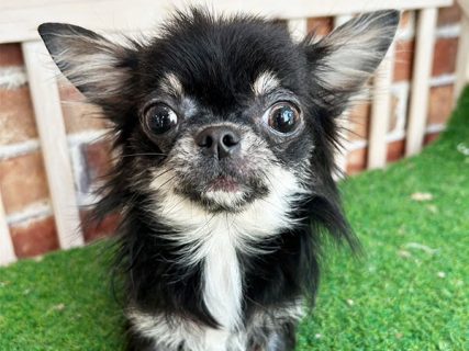 アフロ犬　母の日 楽天市場】アフロ犬 ぬいぐるみ あのころのともだち 9089