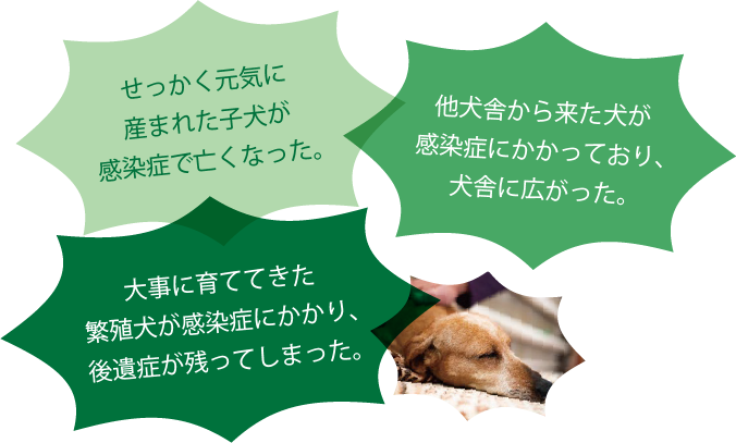 せっかく元気に産まれた子犬が感染症で亡くなった。他犬舎から来た犬が感染症にかかっており、犬舎に広がった。大事に育ててきた繁殖犬が感染症にかかり、後遺症が残ってしまった。