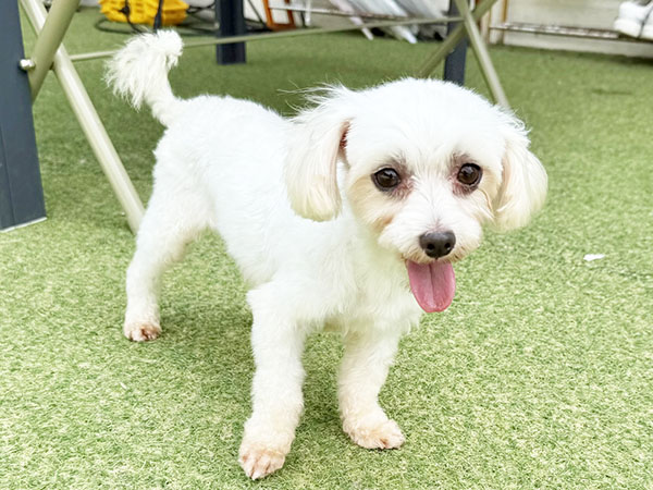 犬ちゃん 犬ちゃん on X: 