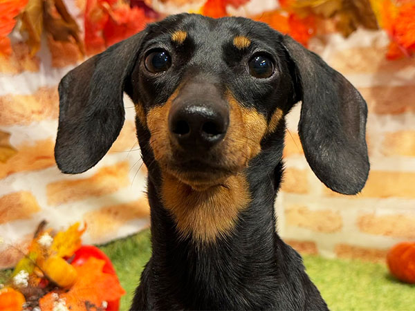 かさごちゃん | ミニチュアダックスフンドの保護犬 | anifare