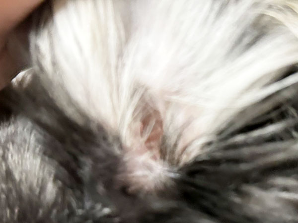 Slide Image