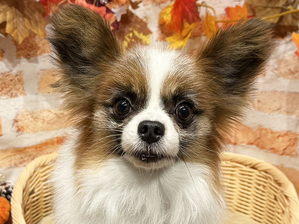 ★パピヨン①〜⑨★ フォー君くん | パピヨンの保護犬 | anifare(アニフェア)｜保護