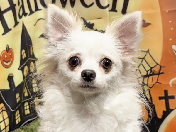 ハクポンちゃん | チワワの保護犬 | anifare(アニフェア)｜保護