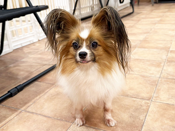 ★パピヨン⑱〜㉖★ イケちゃん | パピヨンの保護犬 | anifare(アニフェア)｜保護犬