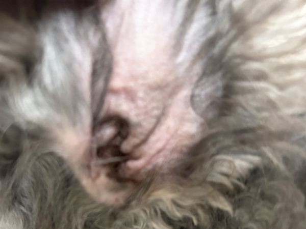 Slide Image