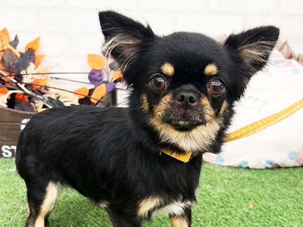 黒ねこ専用　パネル　チワワちゃん柄　45枚 リアルな猫ちゃん ハンドバッグ ハチワレ ブラック×ホワイト