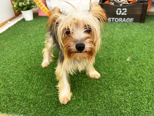 ヨークシャーテリア　額付プリント　アメリカン　シリアルナンバー付き ヨークシャーテリア 額付プリント アメリカン シリアルナンバー