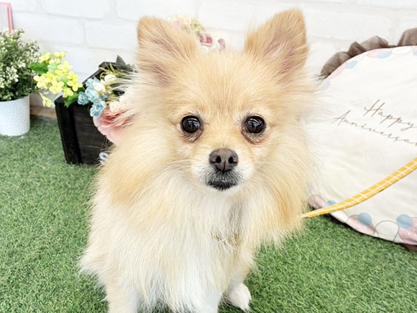 オーダー受付　ポメラニアン　エンジェル　限定パネル　ご予約ページ　5/23 なほちゃん | ポメラニアンの保護犬 | anifare(アニフェア)｜保護犬に