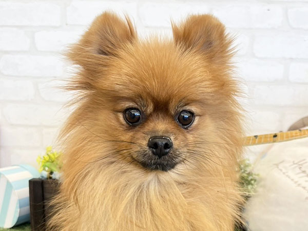 うみちゃん | ポメラニアンの保護犬 | anifare(アニフェア)｜保護犬に