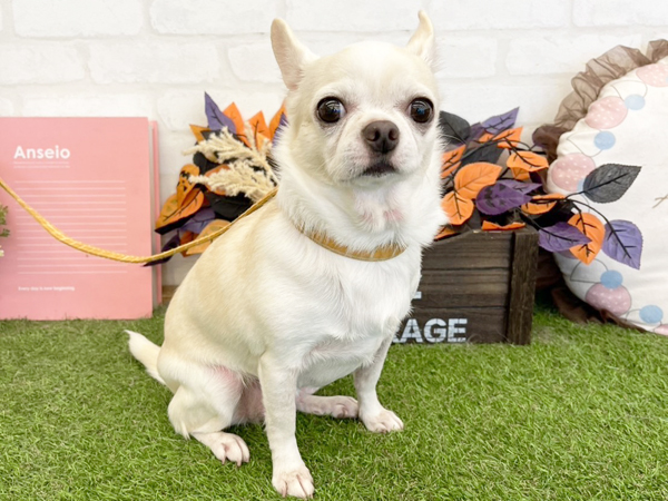 チワワママ 価格の安い◾️犬MIX【父：チワワ2.2kg×母：ポメラニアン2.6kg