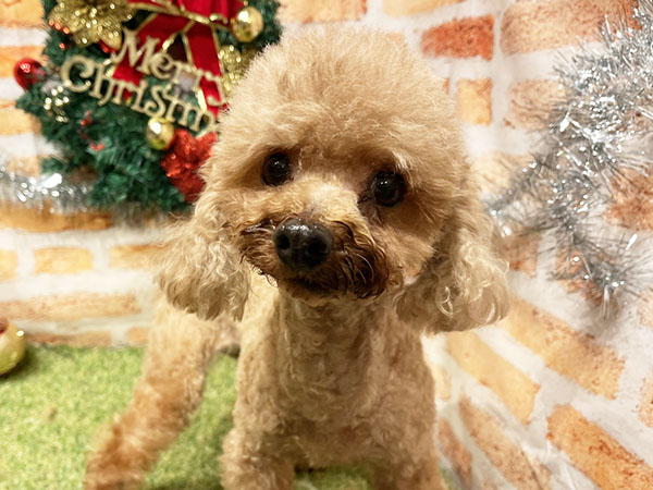 【ぷりんページ】 なかよしトイプーさん Amazon.co.jp: TOP TOY ディズニー(Disney) プーさんとルー「なかよし