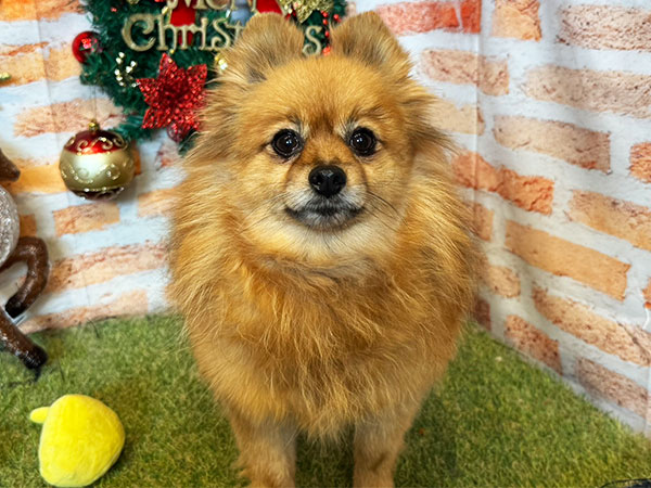 しーちゃん | ポメラニアンの保護犬 | anifare(アニフェア)｜保護犬に