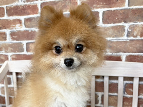 キセラちゃん | ポメラニアンの保護犬 | anifare(アニフェア)｜保護犬