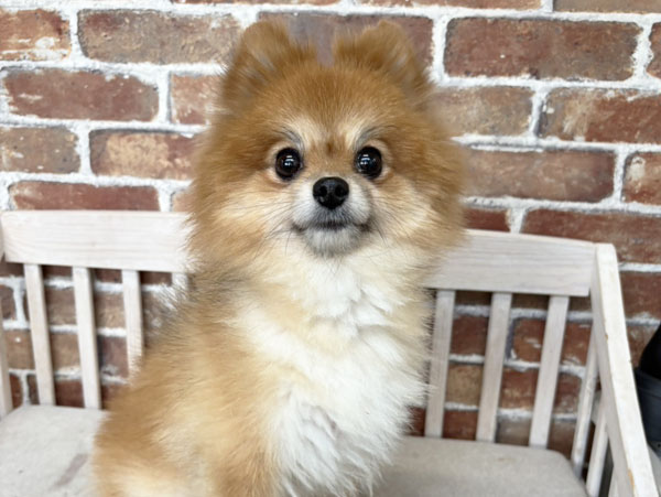 キセラちゃん | ポメラニアンの保護犬 | anifare(アニフェア)｜保護犬