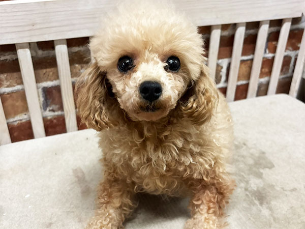 ぷぅちゃん | トイプードルの保護犬 | anifare(アニフェア)｜保護犬に