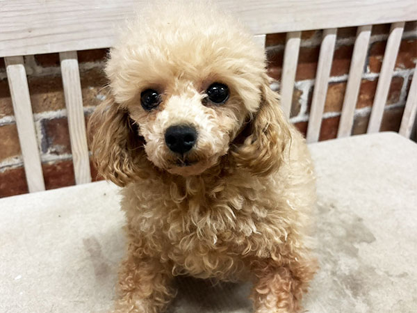ぷぅちゃん | トイプードルの保護犬 | anifare(アニフェア)｜保護犬に
