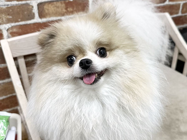 ポイフルちゃん | ポメラニアンの保護犬 | anifare(アニフェア)｜保護