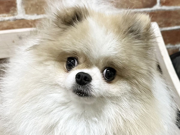 ポイフルちゃん | ポメラニアンの保護犬 | anifare(アニフェア)｜保護
