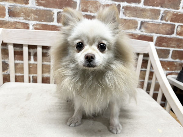 ゆきちゃん | ポメラニアンの保護犬 | anifare(アニフェア)｜保護犬に