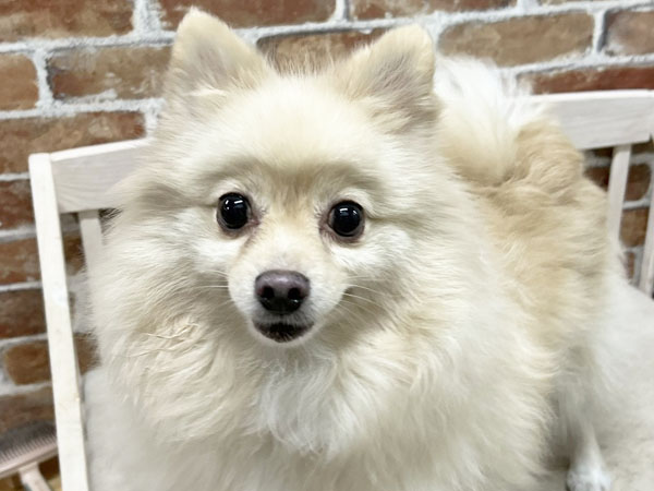 オーダー受付　ポメラニアン　エンジェル　限定パネル　ご予約ページ　5/23 オーダー受付 ポメラニアン エンジェル 限定パネル ご予約ページ 5/23