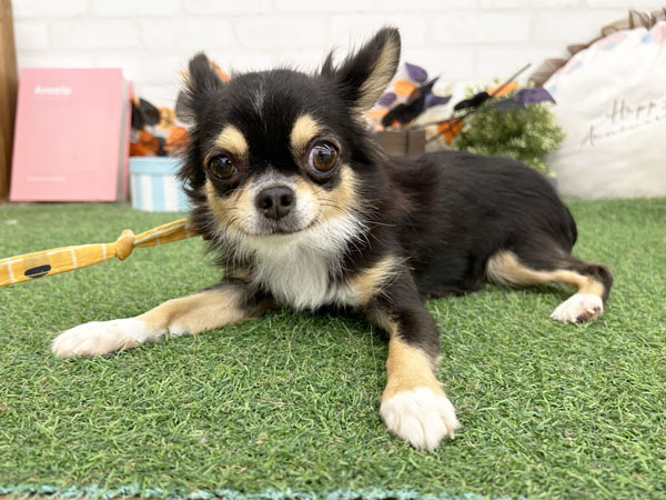 チワワ さくらちゃん | チワワの保護犬 | anifare(アニフェア)｜保護犬に