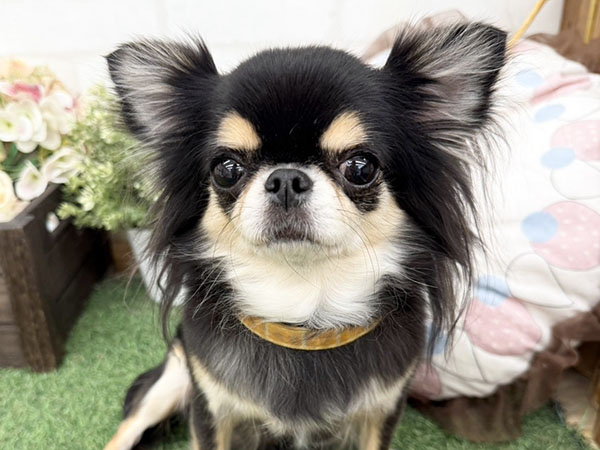 ララちゃん | チワワの保護犬 | anifare(アニフェア)｜保護犬に、医療