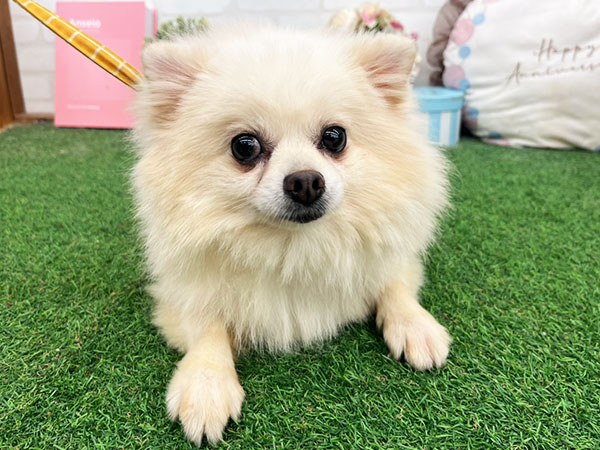 マツリちゃん | ポメラニアンの保護犬 | anifare(アニフェア)｜保護犬