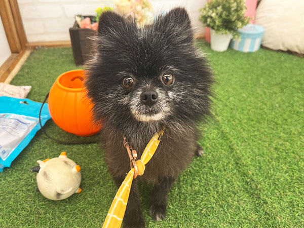 オーダー受付　ポメラニアン　エンジェル　限定パネル　ご予約ページ　5/23 ミコちゃん | ポメラニアンの保護犬 | anifare(アニフェア)｜保護犬に