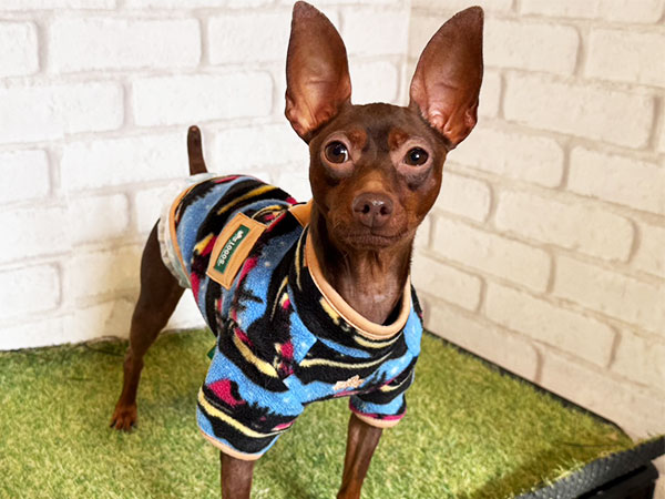 チョコくん | ミニチュアピンシャーの保護犬 | anifare(アニフェア