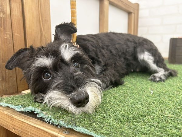 うみちゃん | ミニチュアシュナウザーの保護犬 | anifare(アニフェア