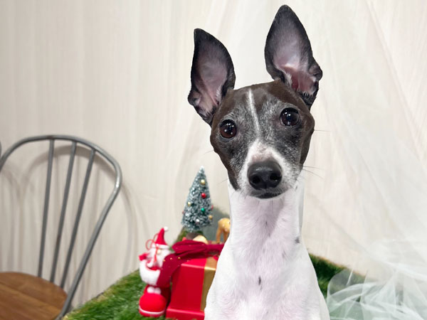 ナナちゃん | イタリアン・グレーハウンドの保護犬 | anifare