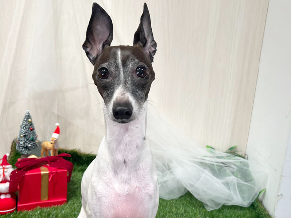 ナナちゃん | イタリアン・グレーハウンドの保護犬 | anifare