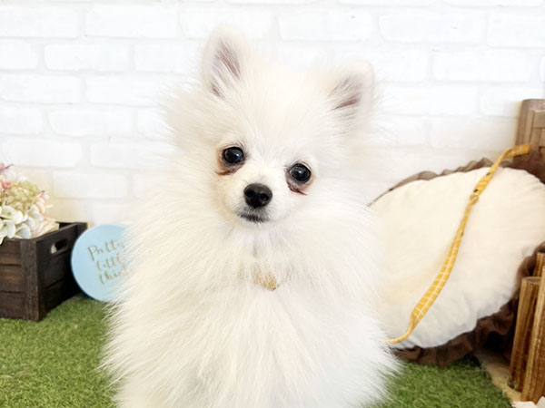 エルメスちゃん | ポメラニアンの保護犬 | anifare(アニフェア)｜保護