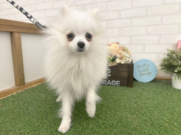 エルメスちゃん | ポメラニアンの保護犬 | anifare(アニフェア)｜保護