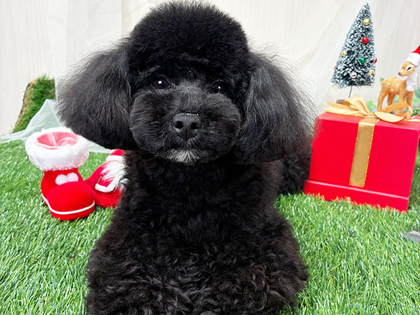 ココちゃん | トイプードルの保護犬 | anifare(アニフェア)｜保護犬に