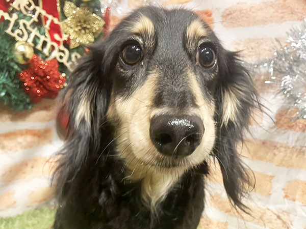 しゃけちゃん | ミニチュアダックスフンドの保護犬 | anifare