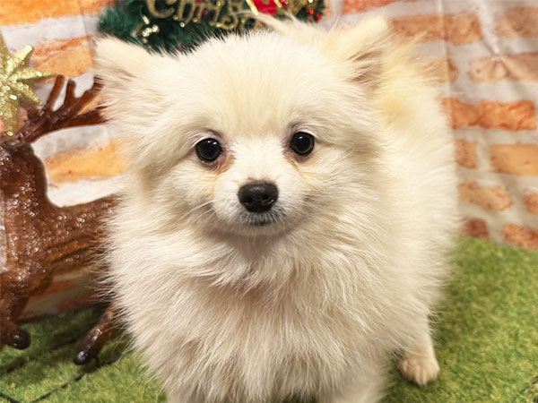 わたげちゃん | ポメラニアンの保護犬 | anifare(アニフェア)｜保護犬