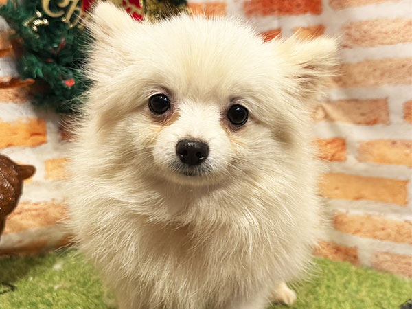 わたげちゃん | ポメラニアンの保護犬 | anifare(アニフェア)｜保護犬