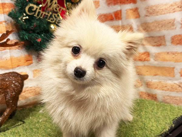 オーダー受付　ポメラニアン　5/31 オーダー受付 ポメラニアン 5/31 新潟県のポメラニアン｜男の子・2025