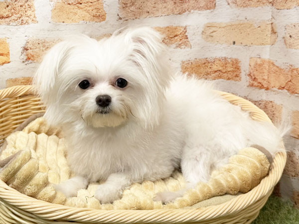 シルクちゃん | ミックス犬の保護犬 | anifare(アニフェア)｜保護犬に