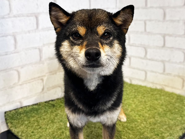 豆ちゃん | 豆柴の保護犬 | anifare(アニフェア)｜保護犬に、医療と