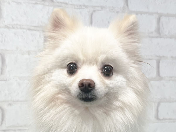 ニジュウちゃん | ポメラニアンの保護犬 | anifare(アニフェア)｜保護