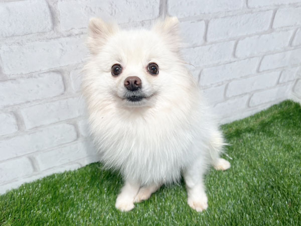 ニジュウちゃん | ポメラニアンの保護犬 | anifare(アニフェア)｜保護