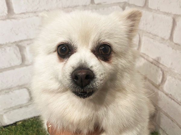 愛犬はボクちゃん しろくまちゃん | ポメラニアンの保護犬 | anifare(アニフェア)｜保護