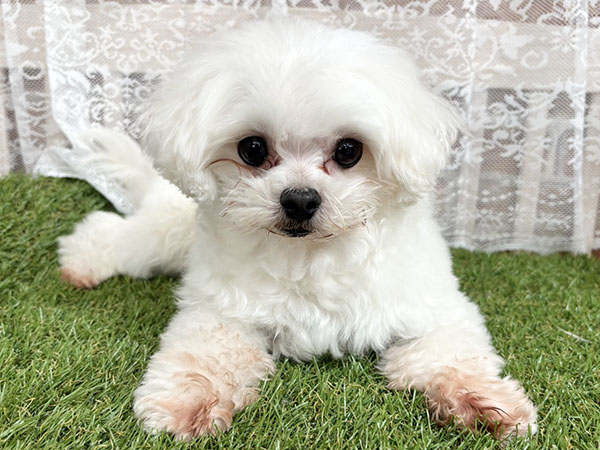 まるくん | マルチーズの保護犬 | anifare(アニフェア)｜保護犬に